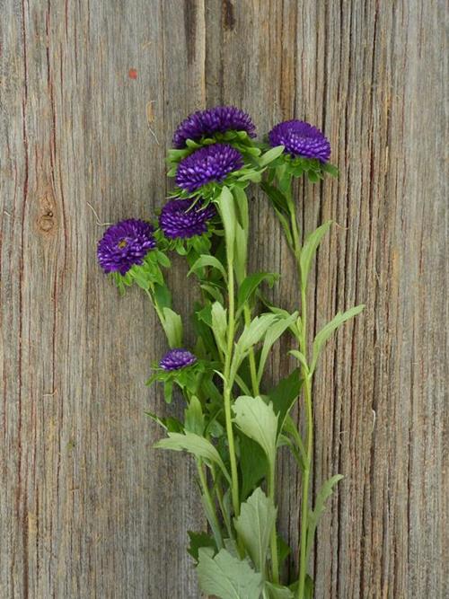 MATSUMOTO PURPLE ASTER